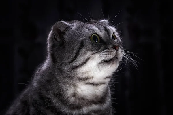 Roligt Porträtt Skotsk Grå Katt Med Öronen Nere Djur Husdjur — Stockfoto