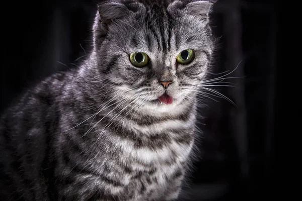 Roligt Porträtt Skotsk Grå Katt Med Tungan Hängande Djur Husdjur — Stockfoto
