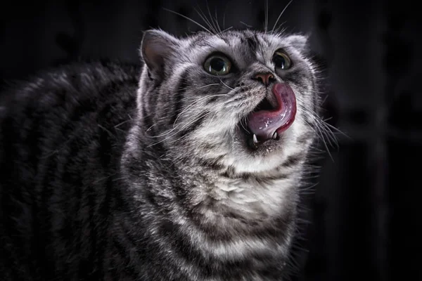 Gato Raça Escocesa Lambe Nariz Animal Fofa Gato Doméstico Bonita — Fotografia de Stock