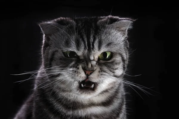Агрессивный Шотландский Кот Крупным Планом Животное Животное Серый Пушистый Клыки — стоковое фото