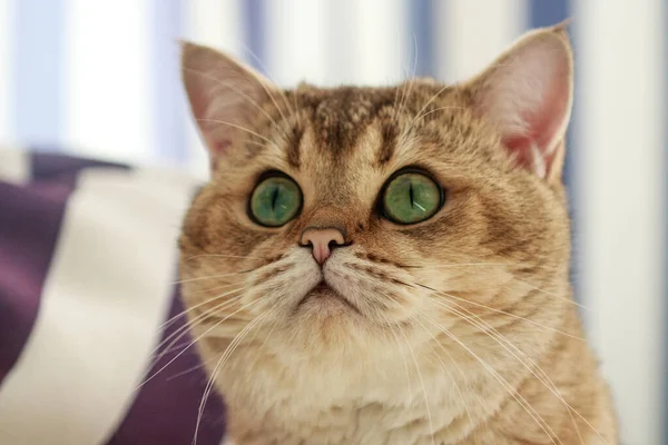 Фото Британської Породи Котів Пет Красуня Кмітливість Кіт Зеленими Очима — стокове фото