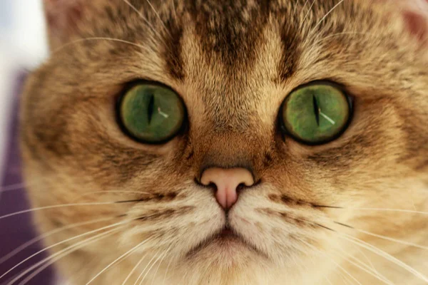 A close-up photo of a British cat breed.Pet, beautiful, smart, affectionate, a cat with green eyes, a portrait of a cat,
