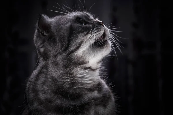 Retrato Perfil Gato Escocés Gris Con Boca Abierta Animal Mascota Imagen De Stock