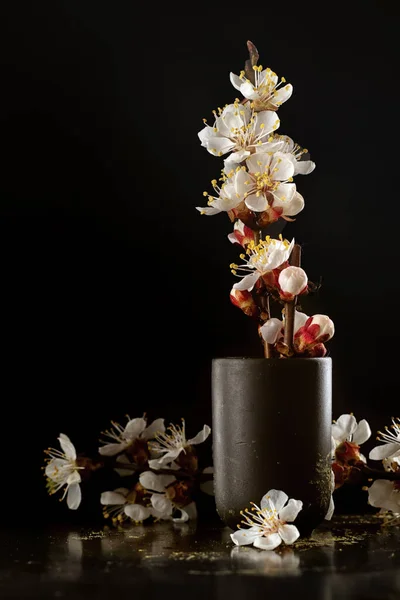 Bodegón Composición Árboles Primavera Flor Sobre Fondo Negro Flores Cerezo Imágenes De Stock Sin Royalties Gratis