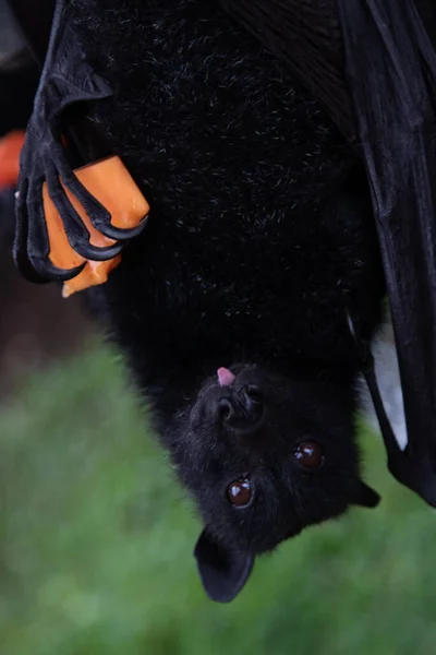 Zorro Volador Sostiene Una Rebanada Mango Pata Mira Cámara Cerca — Foto de Stock