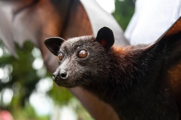 Portrait of a cute exotic animal flying fox. Danger, mammals, tropics, wings, fox face, Asia, beautiful, disease, virus carrier