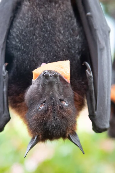 Zorro Volador Sostiene Pedazo Mango Boca Viajar Animales Exóticos Mamíferos — Foto de Stock