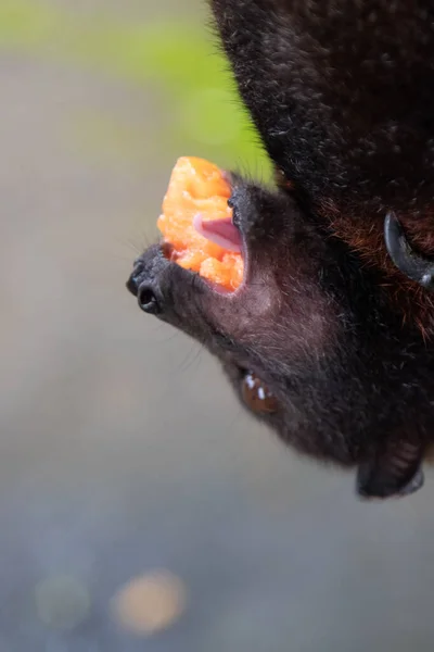 Retrato Zorro Volador Con Trozo Mango Boca Perfil Cercano Viajes — Foto de Stock