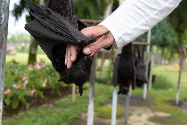 Zorro Volador Lame Mano Hombre Animales Vida Silvestre Exóticos Lindos — Foto de Stock