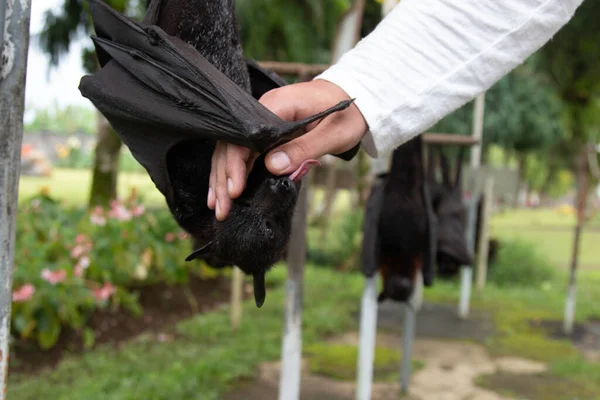 Zorro Volador Lame Mano Hombre Animales Vida Silvestre Exóticos Lindos Imagen De Stock