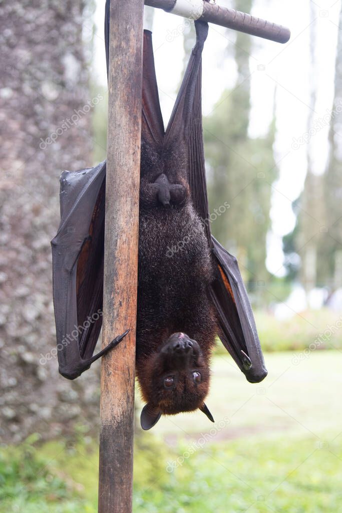 A flying fox hangs upside down, clutching a tree with its claws. Funny picture of an exotic animal. Danger, cute, bat, exotic, mammals, tropics, wings, fox, Asia, beautiful, disease, virus carrier, coronavirus