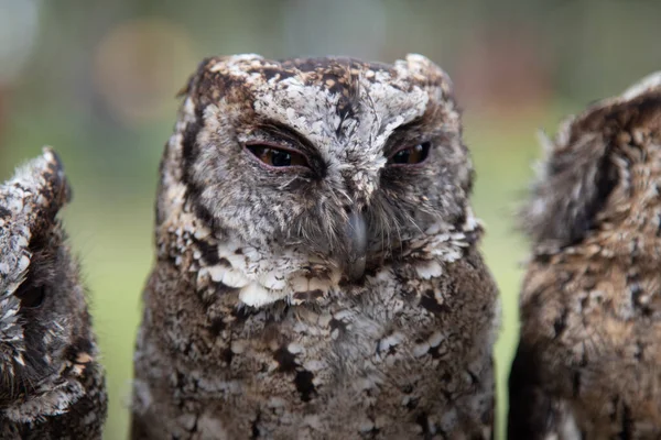 Lindo Búho Animal Pájaro Pico Plumas Astuto Fauna Cresta — Foto de Stock