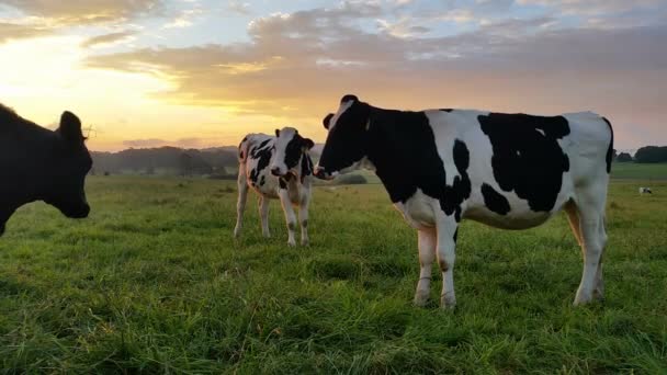 Vacas Prado Dia Verão — Vídeo de Stock