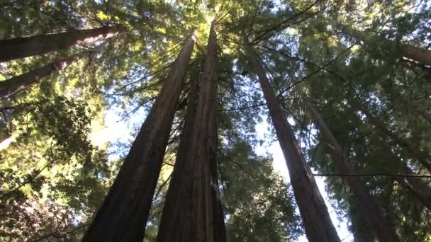 Hermoso Bosque Verde Verano — Vídeo de stock