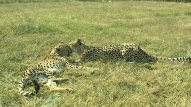 Vahşi doğadaki leoparlar, vahşi yaşam