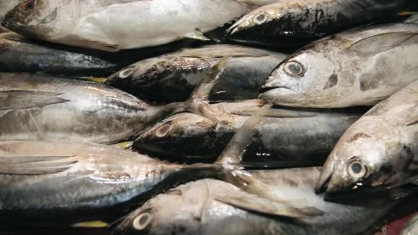 Close Peixe Fresco Mercado — Vídeo de Stock