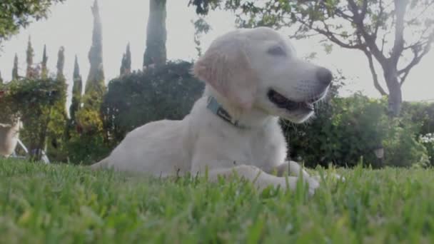 Cão Grama Está Jogando — Vídeo de Stock