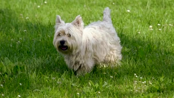 一只狗在草地上玩耍 — 图库视频影像