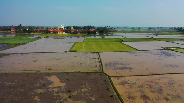 Campos Arroz Vista Aérea — Vídeo de stock