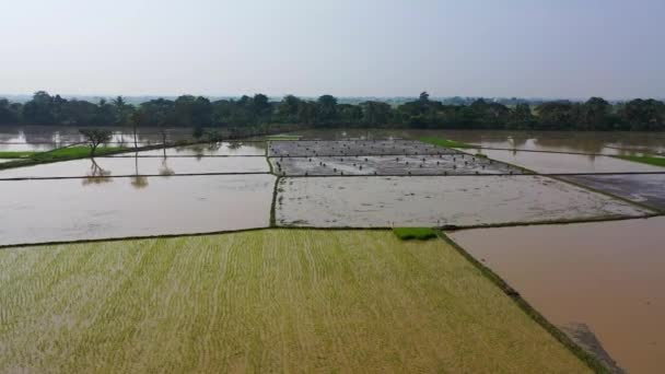 Campos Arroz Vista Aérea — Vídeo de Stock