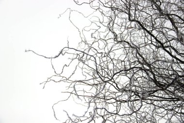 güzel söğüt ağacı