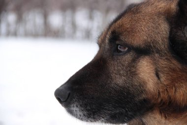 Kafkas Çoban Köpeği