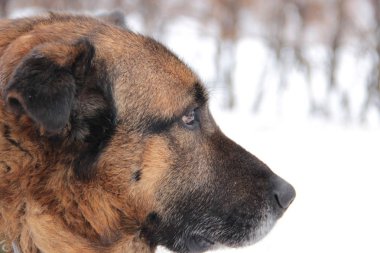 Kafkas Çoban Köpeği