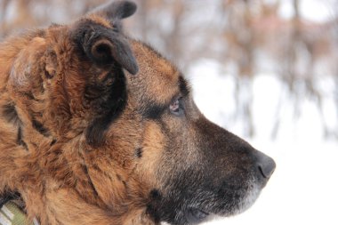 Kafkas Çoban Köpeği