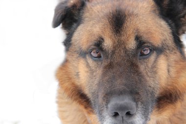 Kafkas Çoban Köpeği