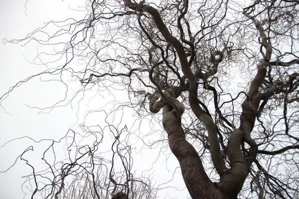 Güzel söğüt ağacı — Stok fotoğraf