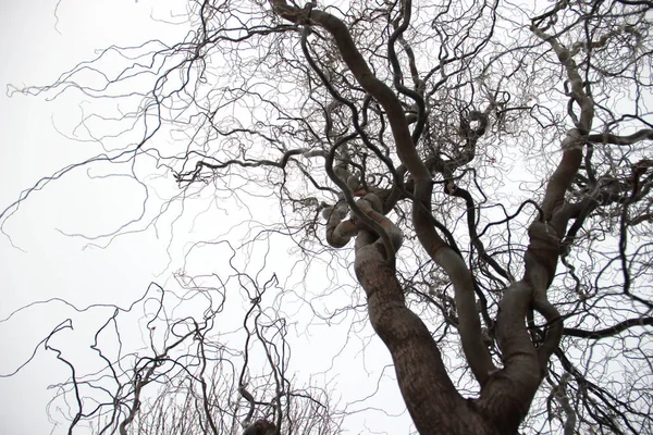 Beautiful willow tree — Stock Photo, Image