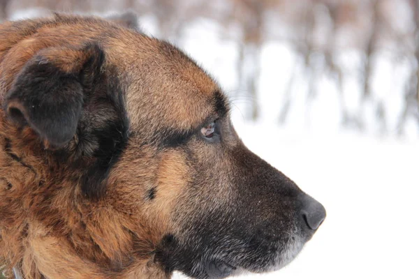 Kafkas Çoban Köpeği