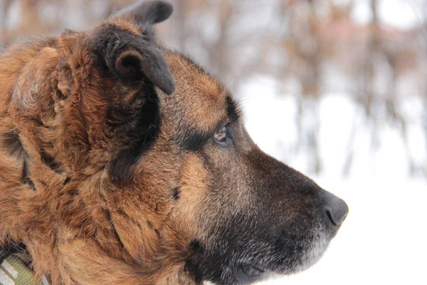 Kafkas Çoban Köpeği