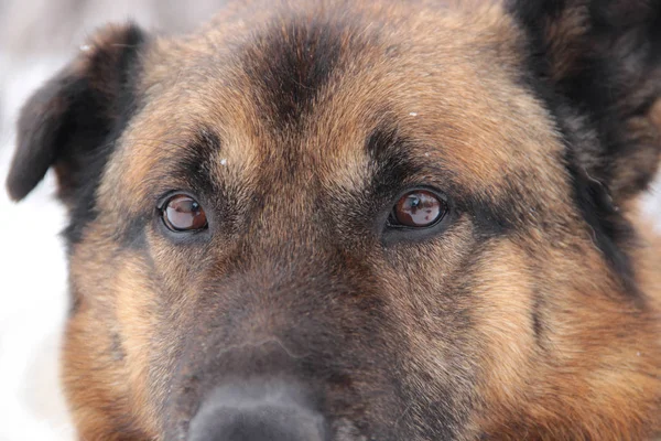 Caucasian Shepherd Dog