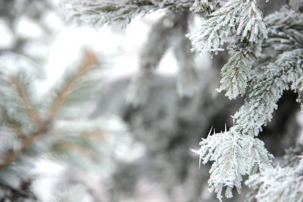 Frost on pine — Stock Photo, Image