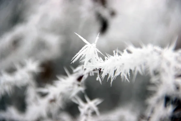 Froid sur le pin Photos De Stock Libres De Droits