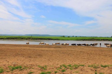İnek sürüsü grazes