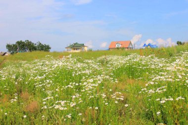 güzel kır çiçekleri