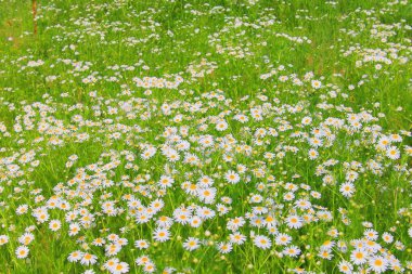 güzel kır çiçekleri