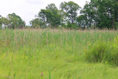 güzel yeşil çimen