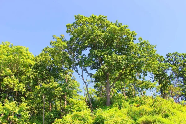 Dünyanın doğası olduğu