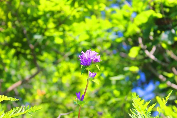Красиві Дикі квіти Стокове Фото