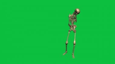 iskelet sonbaharın - yeşil ekranda ayrı 3D animasyon