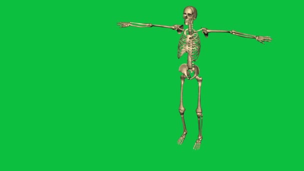 Skeleton exercise karate - separate on green screen — Stock Video