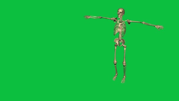 Skeleton exercise karate - separate on green screen — Stock Video