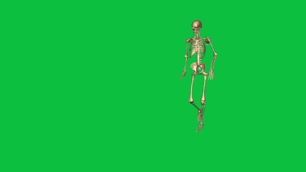 Skeleton Accident Damage Right Leg Separate Green Screen — Stock Video