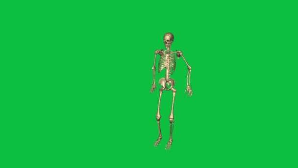 Esqueleto salto plomo - separado en la pantalla verde — Vídeos de Stock
