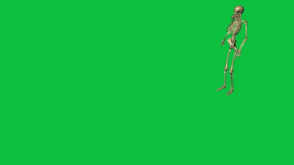 Skeleton Fall Separate Green Screen — Stock Video