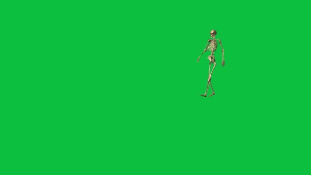 Esqueleto Andando Separado Tela Verde — Vídeo de Stock