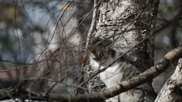 Kot na drzewie — Wideo stockowe